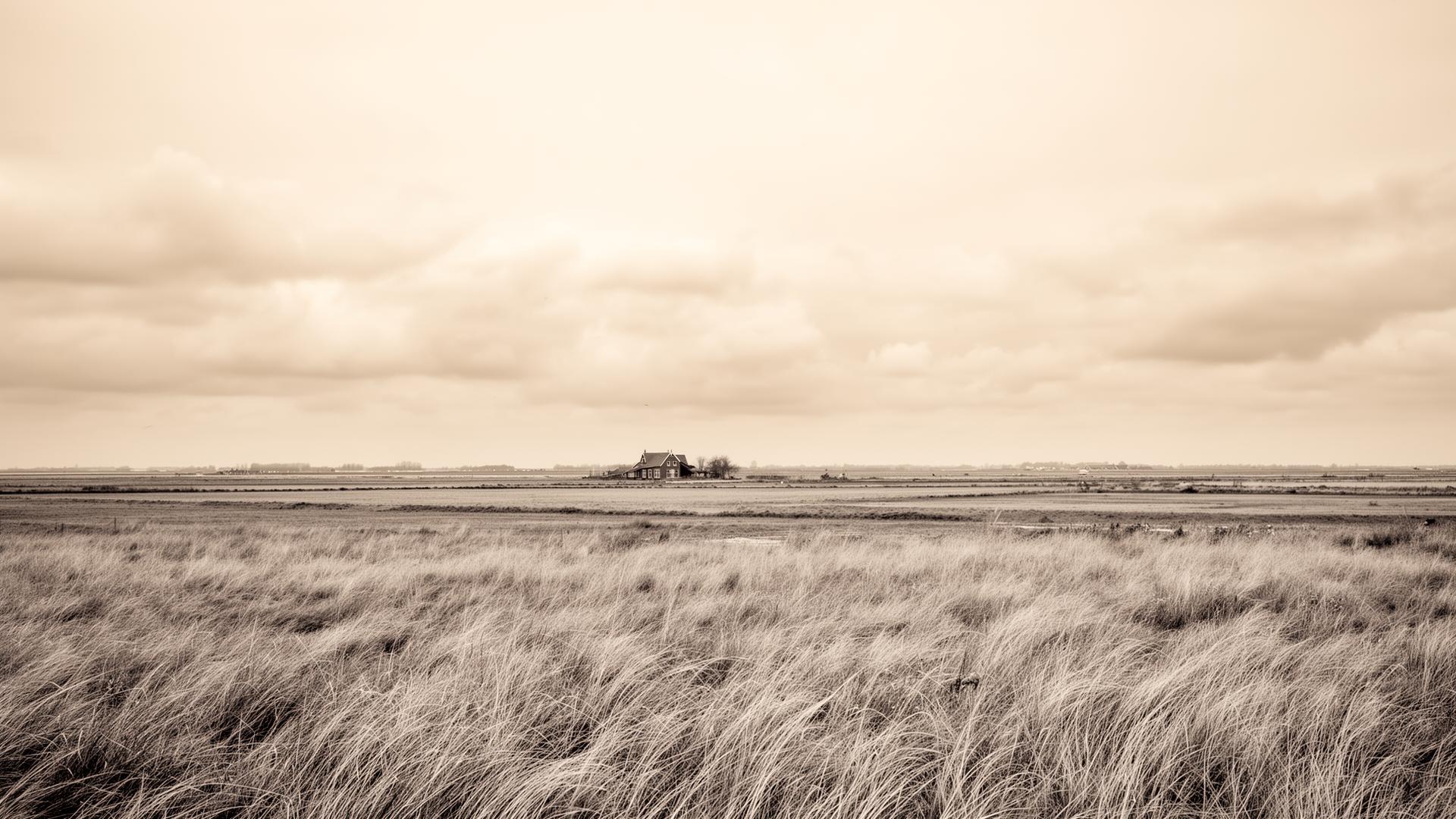 Open polder landscape